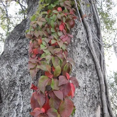 thumbnail for publication: Identification of Poison Ivy, Poison Oak, Poison Sumac, and Poisonwood